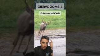 Ciervo Zombie Enfermedad Cwd.