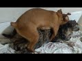 Amazing DOG And CAT Mating