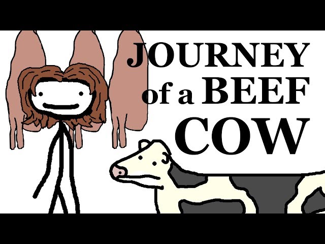 The Journey Of A Beef Cow - Video