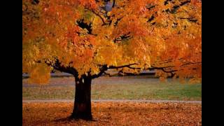 Watch Falling Leaves Vanished Serenity video