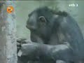 Videomatch - El peor día de tu vida 15 (1) - Zoológico