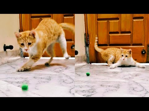 Cat playing with a soft flufball