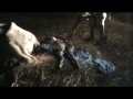 Our Brahman Cow Giving Birth Graphic images Our Brahman Cow Giving Birth Graphic