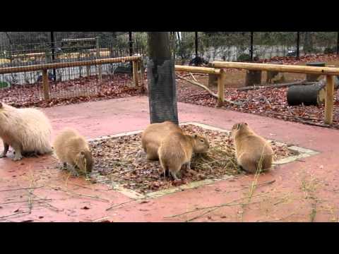 カピバラ　葉のない枝を食してます。　＠こども動物自然公園