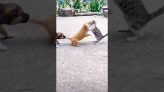 Cat Fight With Dog
