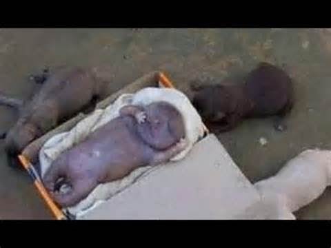 pitbull human sex pitbull human sex