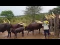 Ankole cattle. Ankole cows the most beautiful creatures on earth