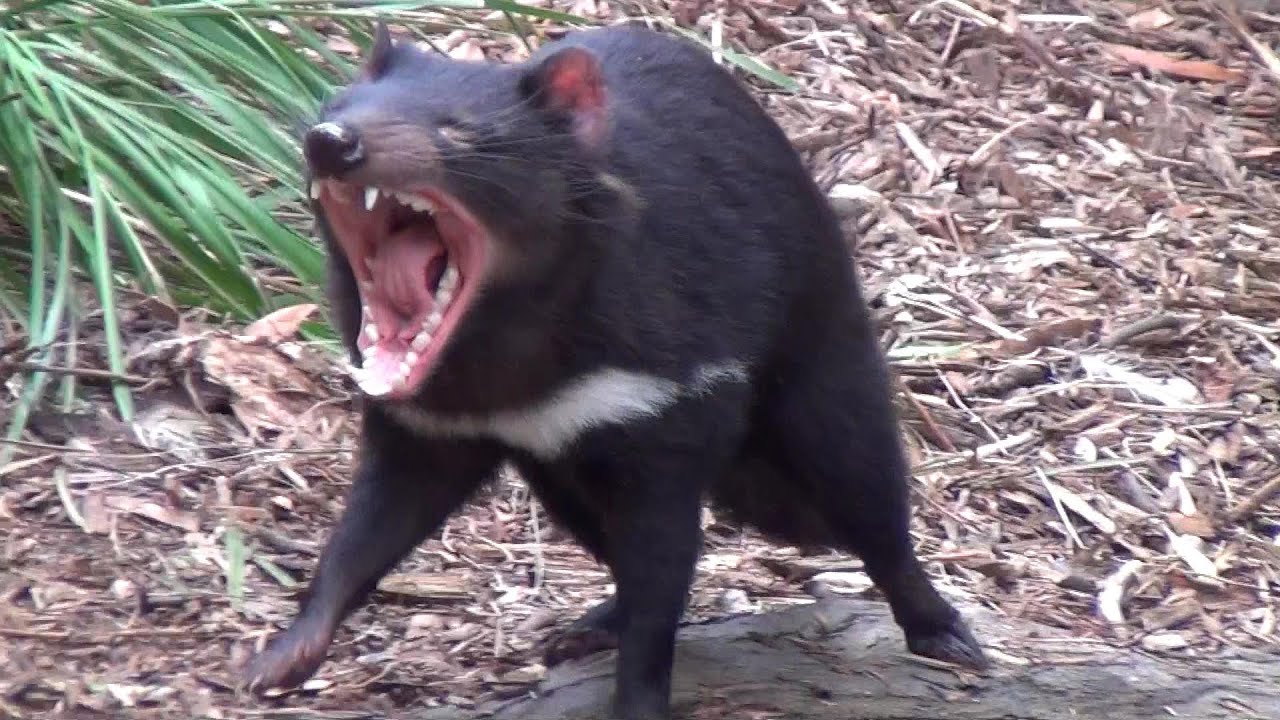 The wild Tasmanian Devil - YouTube