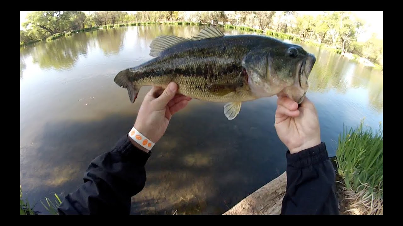 Top Water Bass Fishing with Spro Frogs YouTube
