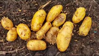 Free Rubbish Dump Food - Yummy Rotten Maggot Infested Potatoes!