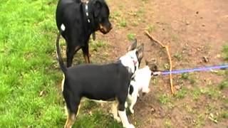 Rottweiler & English Bull Terrier - Its My Stick