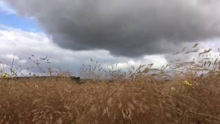 Viento