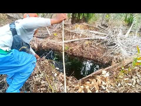STRIKE TIADA HENTI DI SPOT KANAL CACING MANCING IKAN KEPAR