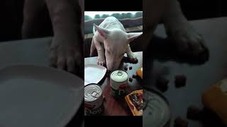 Always Hungry Bullterrier Puppy Funny And Cute Reactions