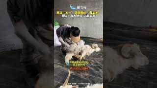 【大陸】盡情薅羊毛！內蒙古一6歲男孩假期熟練幫家中羊群脫毛