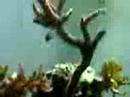 Foto pequena Sea Life - Fish - Part 03