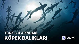 Türk Sularındaki Köpek Balıkları Üremek Için Egedeler