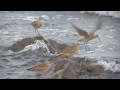 チュウシャクシギが飛来　江東区夢の島