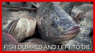 Truck Dumps Thousands of Fish Into Dirt Pit to Die