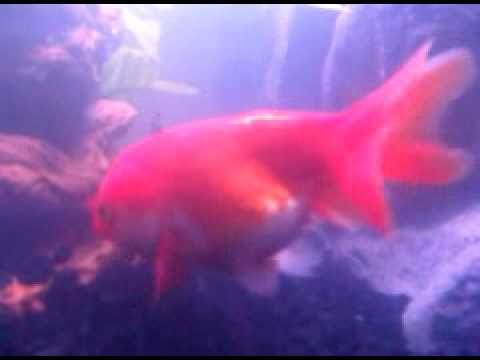 goldfish eggs fertilized. Oscar Eats Goldfish