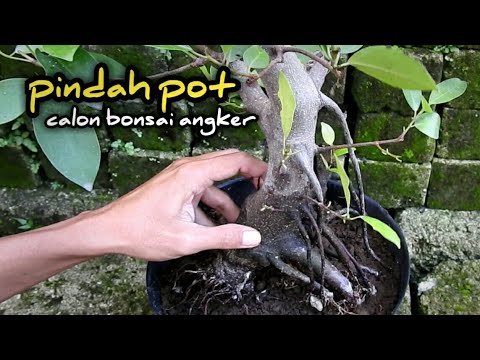 16 [ Bonsai diary ] moving potted bonsai candidates haunted