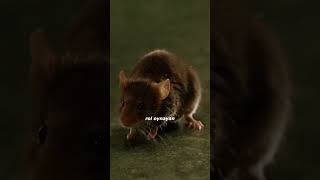 Yeşil Yol Filmindeki Fare Detayı