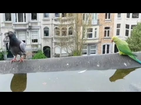 Les perruches chassent les pigeons qui viennent boire🦜🕊Budgies chase away pigeons that come to drink Les perruches chassent les pigeons qui viennent boire🦜🕊Budgies chase away pigeons that come to drink