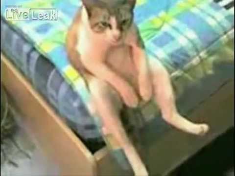 Depressed Cat
