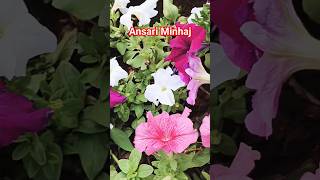 #Emame Ambiya Mera Nabi Hai _ Short  Reels YouTube By Ansari Minhaj #