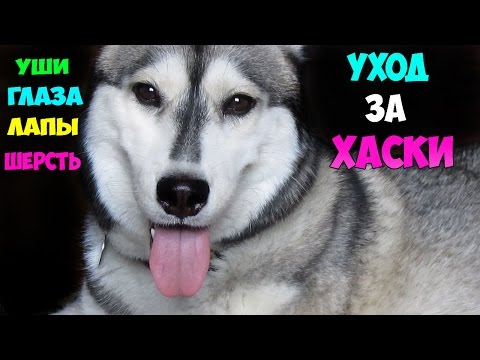 Хаски шерсть уход в Хаски шерсть уход в