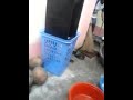 image Catfish Pantat Nanilhig Ug Pantat Daghani Lage