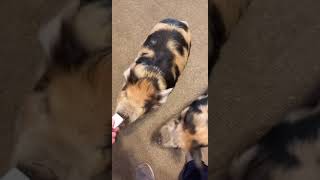 Cute Piglets Do Tricks 🐷 kunekune pigs #shorts