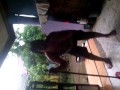 Bapaku Gila Joged Cyyiinnnn images Bapaku Gila Joged Cyyiinnnn