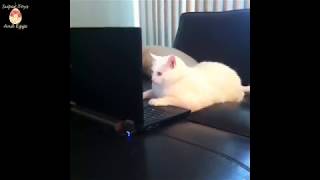 It's TIME for SUPER LAUGH! - Best FUNNY CAT videos #NEW VIDEO!!!