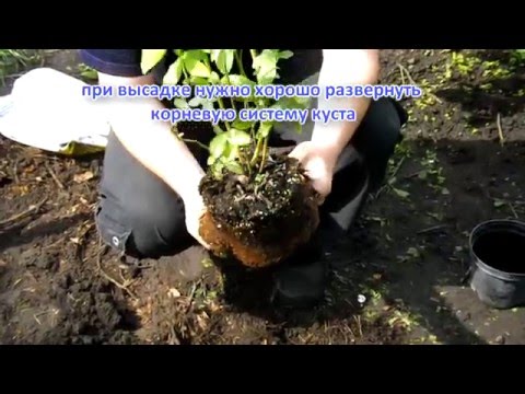 Грунт для голубики своими руками