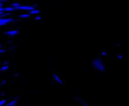 Krill.minima - Nautica Krill.minima - Nautica