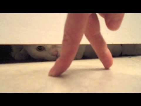 Watch Pink and White Panthers