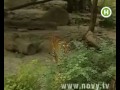 Video Из Киевского зоопарка пыталась убежать тигрица