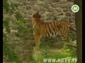 Из Киевского зоопарка пыталась убежать тигрица