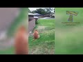 😁 Funniest 🐶 Dogs and 😻 Cats - Awesome Funny Pet Animals' Life Videos 😇