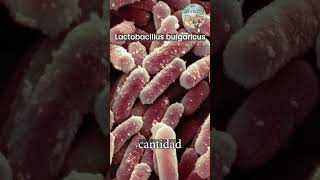 Yogur Búlgaro Curiosidades De Bulgaria