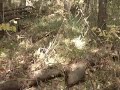 Scouting for a Camp Spot