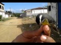 Sebiti debochada do Luquinha