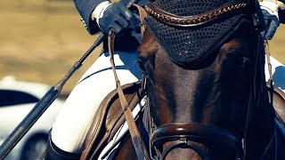 Sydney 3DE - EVENT VIDEO | Sport Horse Films