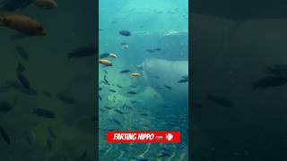 Hippo Farts Underwater