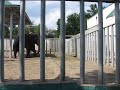 Видео Харьковский Зоопарк Kharkov Zoo