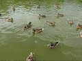 Video Харьковский Зоопарк Kharkov Zoo