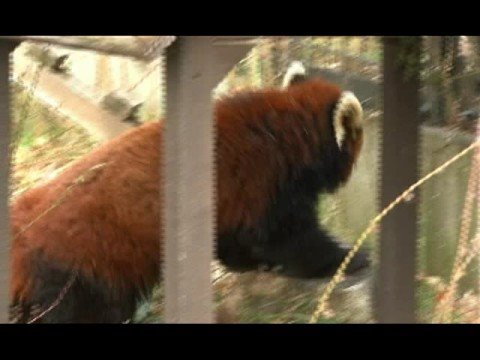 旭山動物園＃006 レッサーパンダ - Asahiyama Zoo＃006 Lesser panda -