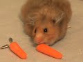hamster