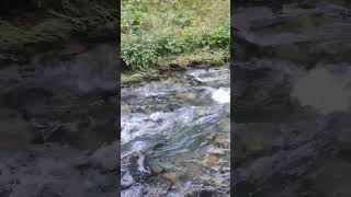 Bathe In The Creek#Nature#Austria#Murtal💧🤩🇦🇹